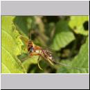 Coleocentrus excitator - Schlupfwespe 02.jpg